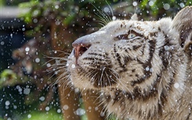 Weiße Tiger, Gesicht, Winter HD Hintergrundbilder