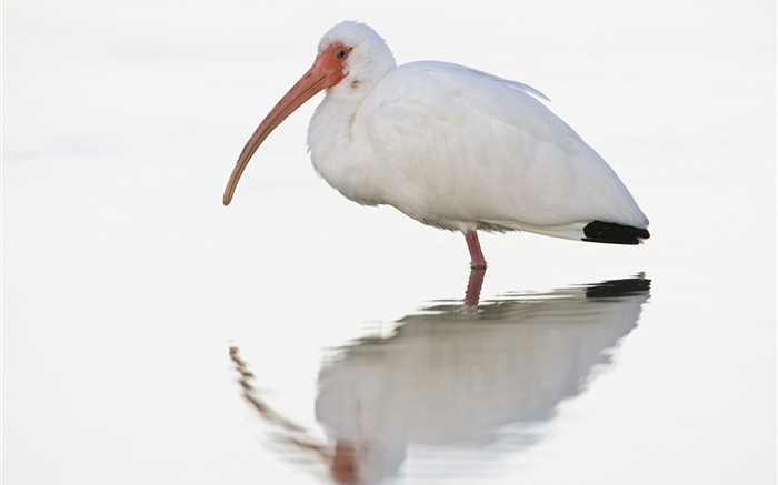 Weiß Wasservögel Hintergrundbilder Bilder
