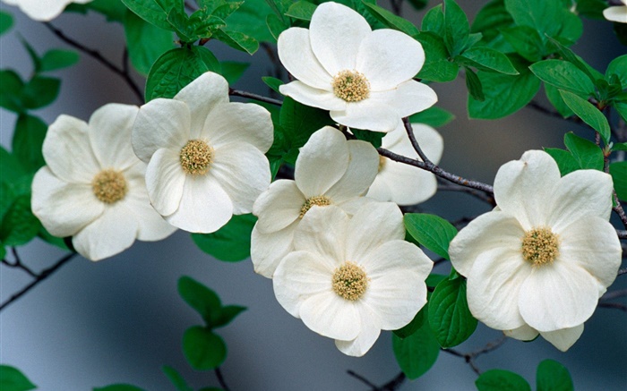 Weiße Wildblumen  close-up Hintergrundbilder Bilder