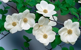 Weiße Wildblumen  close-up HD Hintergrundbilder