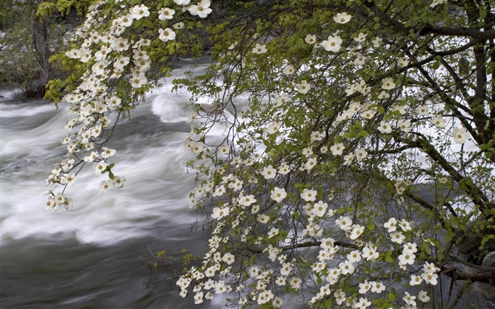Weiße Wildblumen , Fluss, Natur Landschaft Hintergrundbilder Bilder