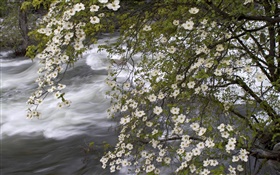 Weiße Wildblumen , Fluss, Natur Landschaft HD Hintergrundbilder