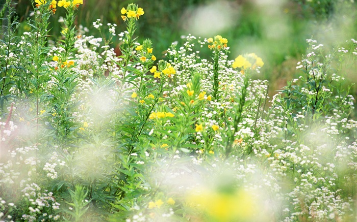 Weiß gelbe Wildblumen , Bokeh Hintergrundbilder Bilder