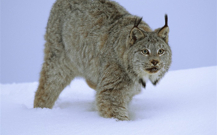Wildcat im Schnee Hintergrundbilder Bilder