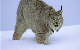 Wildcat im Schnee HD Hintergrundbilder