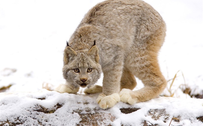 Wildcat bereit Angriff Hintergrundbilder Bilder