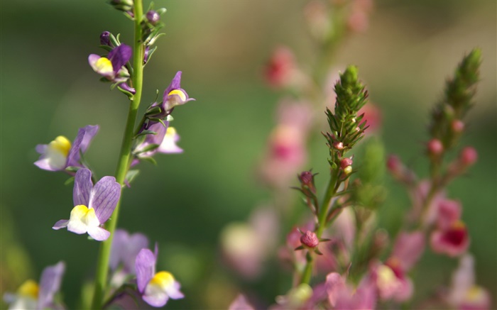 Wildblumen  close-up, Bokeh, Frühling Hintergrundbilder Bilder