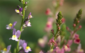 Wildblumen  close-up, Bokeh, Frühling HD Hintergrundbilder