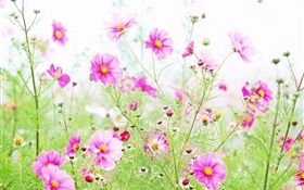 Wildblumen , rosa Kosmeya Blumen HD Hintergrundbilder