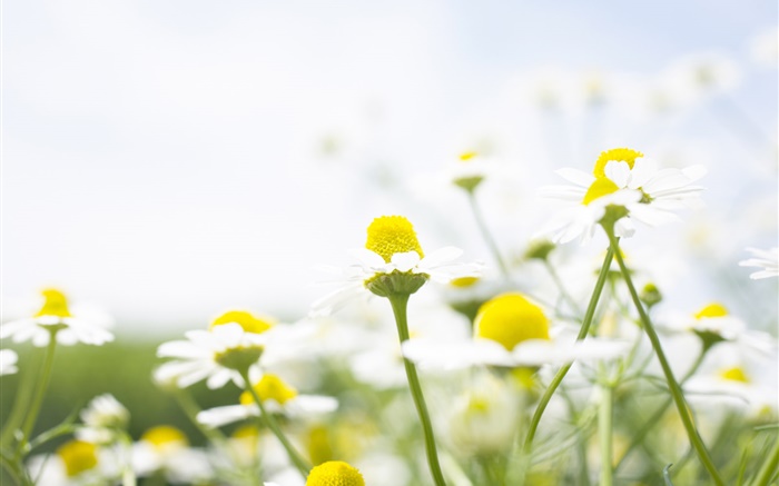 Wildblumen , weiße Gänseblümchen, Bokeh Hintergrundbilder Bilder