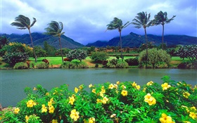 Wind, Bäume, Blumen, Berge, Wolken, Hawaii, USA HD Hintergrundbilder