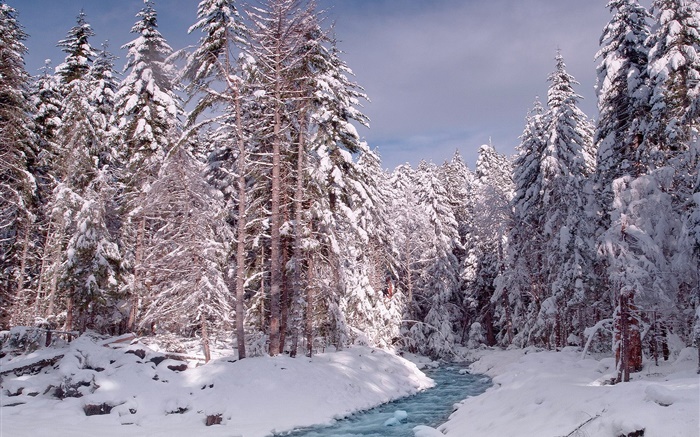 Winter, Wald, Bäume, dicke Schnee, Fluss Hintergrundbilder Bilder