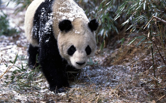 Winter, panda, Spaziergang Hintergrundbilder Bilder