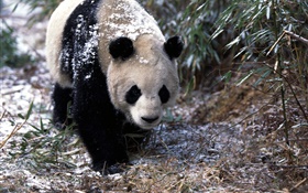 Winter, panda, Spaziergang HD Hintergrundbilder