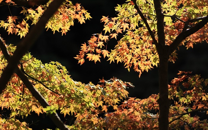 Gelbe und grüne Blätter, Ahornbaum , Sonnenschein, Herbst Hintergrundbilder Bilder