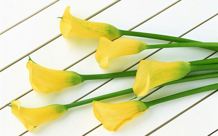 Gelbe Calla-Blumen Hintergrundbilder Bilder