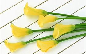 Gelbe Calla-Blumen HD Hintergrundbilder