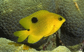 Gelb Clownfisch