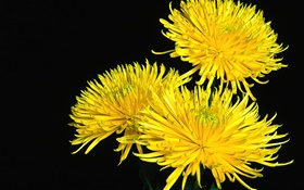 Yellow Daisy close-up, schwarzer Hintergrund HD Hintergrundbilder