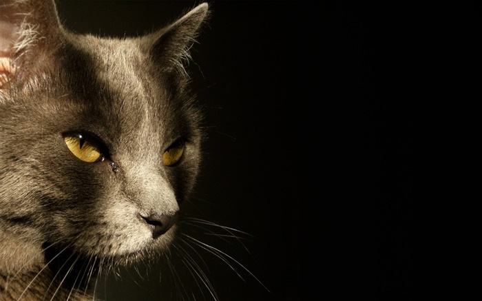 Gelbe Augen Katze Gesicht, schwarzer Hintergrund Hintergrundbilder Bilder