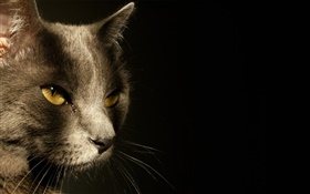 Gelbe Augen Katze Gesicht, schwarzer Hintergrund