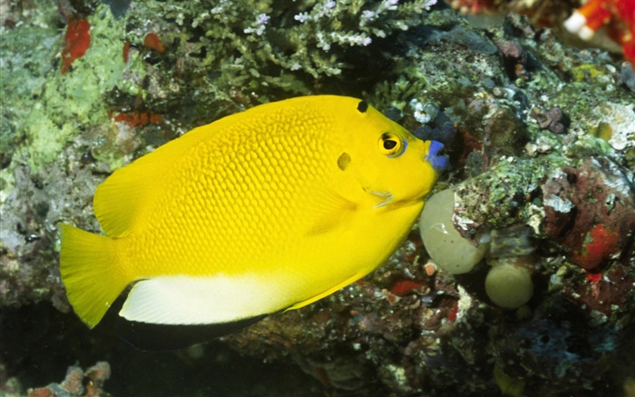 Gelber Fisch Hintergrundbilder Bilder