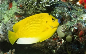 Gelber Fisch HD Hintergrundbilder
