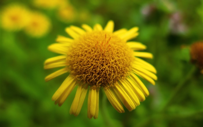 Gelbe Blume close-up, Bokeh Hintergrundbilder Bilder