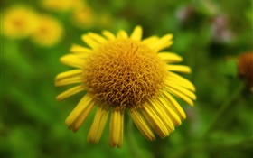 Gelbe Blume close-up, Bokeh HD Hintergrundbilder