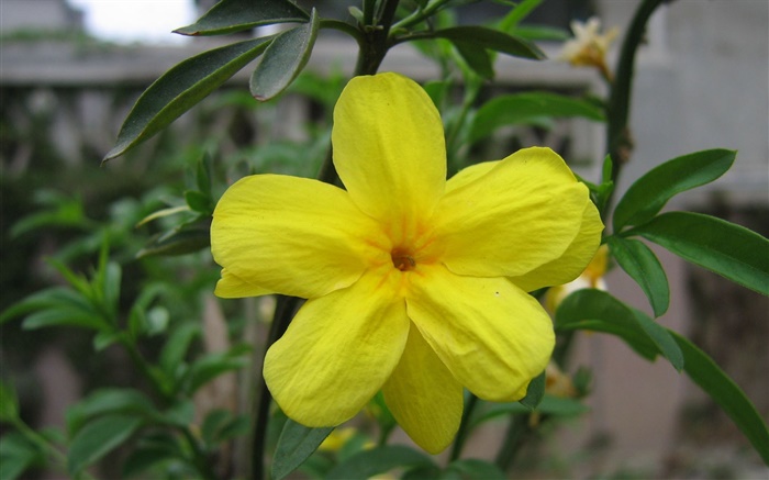 Gelbe Blume close-up, Blätter Hintergrundbilder Bilder