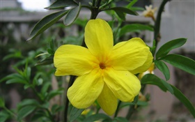 Gelbe Blume close-up, Blätter