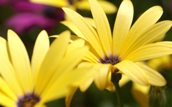 Gelbe Blütenblätter  Makro-Fotografie Hintergrundbilder Bilder