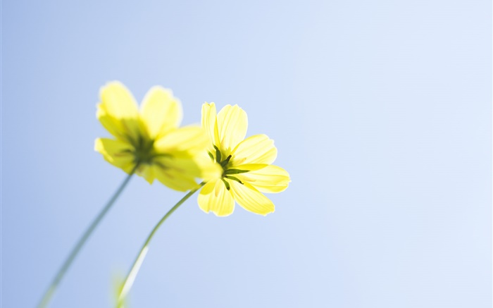 Gelbe Blüten, blauer Himmel Hintergrundbilder Bilder