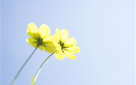 Gelbe Blüten, blauer Himmel HD Hintergrundbilder
