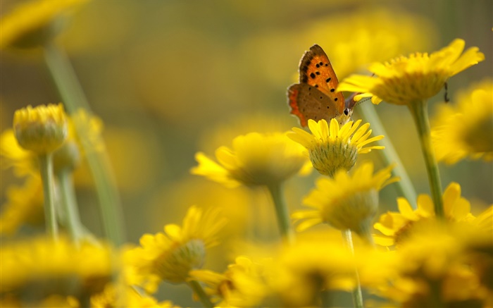Gelbe Blumen, Schmetterling, Unschärfe Hintergrund Hintergrundbilder Bilder