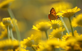 Gelbe Blumen, Schmetterling, Unschärfe Hintergrund HD Hintergrundbilder