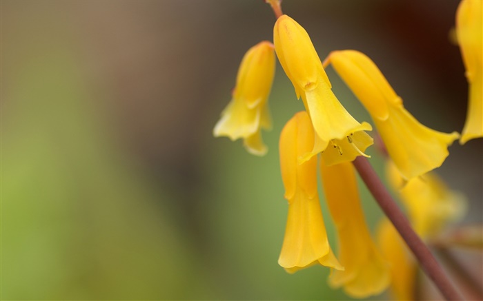 Gelbe Blumen close-up, Bokeh Hintergrundbilder Bilder