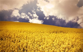 Gelbe Blumen Feld, Wolken HD Hintergrundbilder