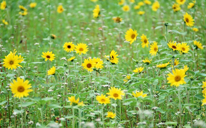 Gelbe Blumen, wie Sonnenblumen Hintergrundbilder Bilder