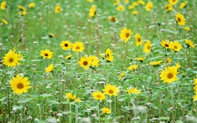 Gelbe Blumen, wie Sonnenblumen HD Hintergrundbilder