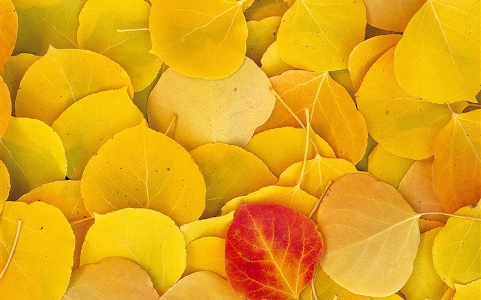 Gelbe Blätter close-up, ein rotes Blatt Hintergrundbilder Bilder