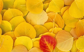 Gelbe Blätter close-up, ein rotes Blatt HD Hintergrundbilder