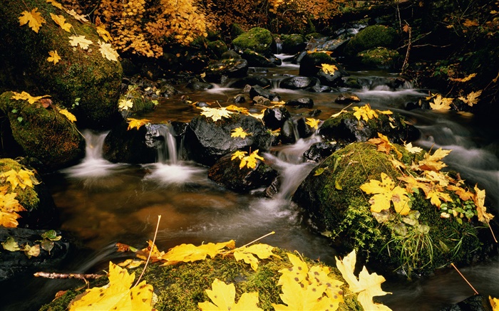 Gelbe Blätter, Steine, Bach Hintergrundbilder Bilder