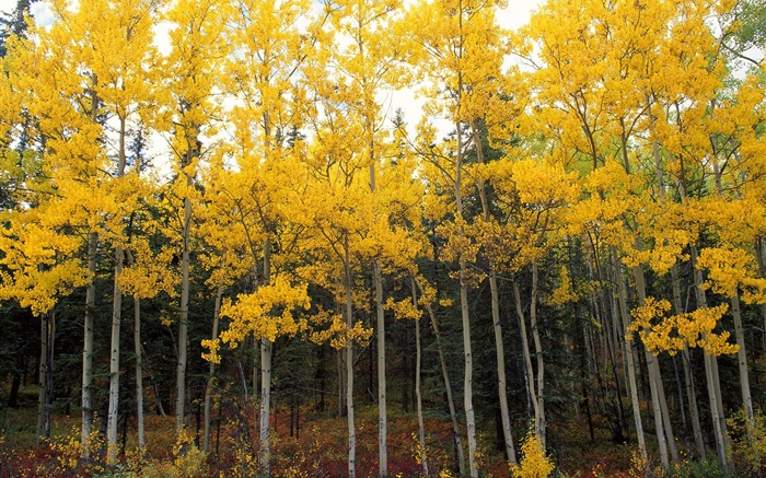 Gelbe Blätter, Bäume, Wald, Herbst Hintergrundbilder Bilder
