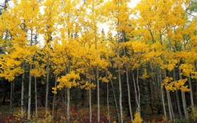 Gelbe Blätter, Bäume, Wald, Herbst