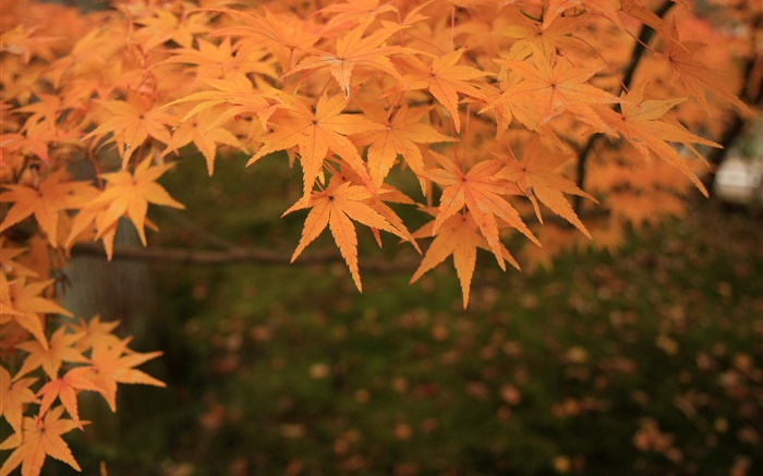 Gelbe Ahornblätter , Zweige, Herbst Hintergrundbilder Bilder
