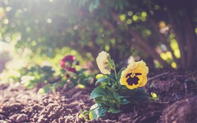 Gelbe Stiefmütterchen, Blütenblätter , Erde