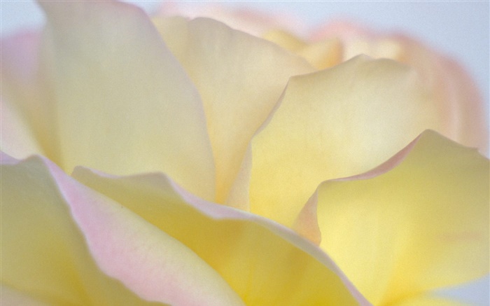 Gelbe Rosenblätter  close-up Hintergrundbilder Bilder