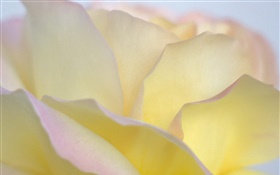 Gelbe Rosenblätter  close-up HD Hintergrundbilder