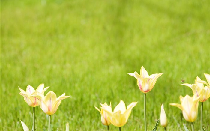 Gelbe Tulpe Blumen, grünen Hintergrund Hintergrundbilder Bilder